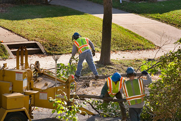 Best Tree Mulching  in Goulds, FL